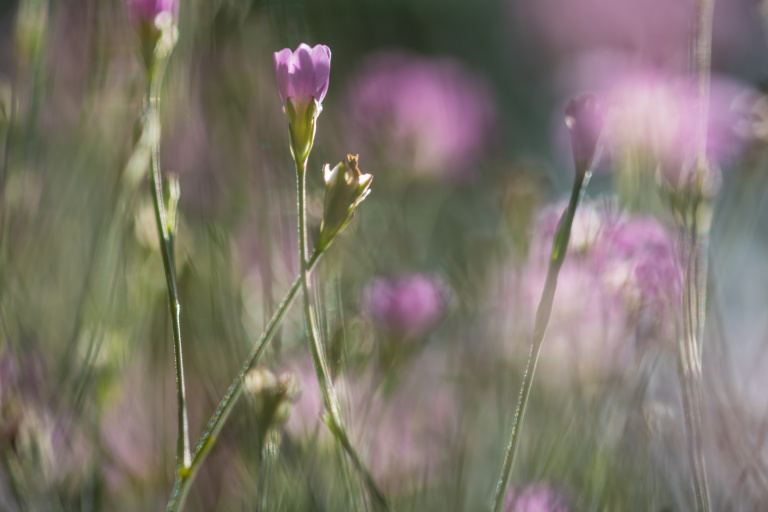 Trelleborgs kommun kommer under sommaren att släppa upp tidigare klippta gräsmattor på 13 olika platser. De blommande ängsytorna ska gynna viktiga pollinerande insekter.